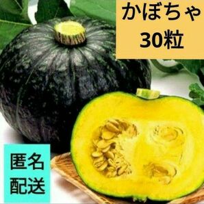 無農薬！　かぼちゃの種