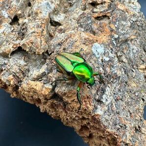 【WF1】カミングヒメカブトハナムグリ 新成虫ペアの画像6