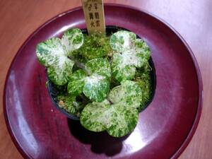 斑入り雪割草　実生苗　No.１０　　１芽品