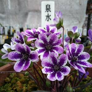 雪割草 No.７ 泉水の種子の画像1