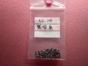 雪割草　No.１４　紫空真の種子