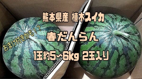 熊本県産 植木スイカ 春だんらん １玉約5〜6kg２玉入り 家庭用