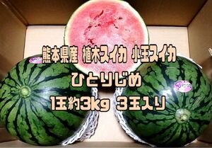  ※連休明け順次発送！熊本県産 植木スイカ 小玉スイカ ひとりじめ 1玉約3kg ３玉入り 家庭用