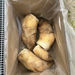 朝掘りたけのこ　2kg 京都山城産 ぬか入り　