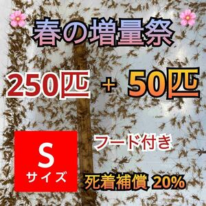 250匹＋死着補償20%春の増量祭＋50匹オマケで餌付きヨーロッパイエコオロギSサイズ　送料無料