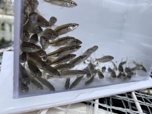 淡水魚★クチボソ±3.5〜5cm 150匹セット　死着保証有り