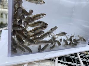 淡水魚★クチボソ、モツゴ　±3.5〜5cm 100匹セット　　死着保証有り 80サイズ