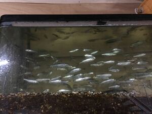 淡水魚、　オイカワ±6〜9cm 50匹　保証分1割　他同梱可能。　120サイズ