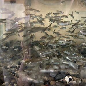 淡水魚★オイカワ±5〜7cm 100匹セット 保証分1割付き 他同梱可能。 100サイズの画像2