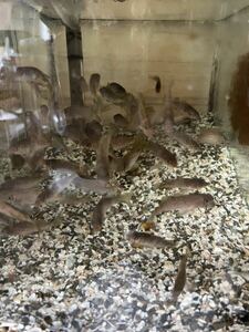 観賞魚・海水魚★メバル幼魚2〜3cm 5匹 セット　他同梱可能　死着保証あり。　80サイズ