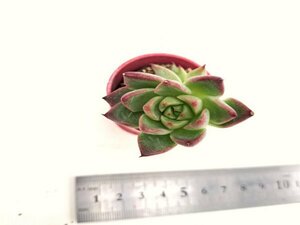 【124】多肉植物根付き苗 200品目出品！100円スタート！【Prodidity×Glauca】（エケベリア）