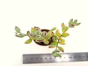 【020】多肉植物根付き苗 200品目出品！100円スタート！【ペンデンス】（コチレドン）