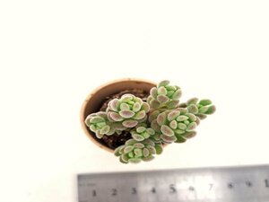 【089】多肉植物根付き苗 200品目出品！100円スタート！【スプリングワンダー×ヒントにー】（セダム）