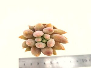 【039】多肉植物根付き苗 200品目出品！100円スタート！【エンジェルフィンガーレッド】（パキベリア）