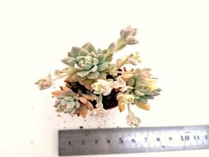 【060】多肉植物根付き苗 200品目出品！100円スタート！【プロリフィラ錦】（セダム）