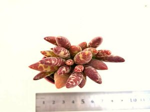 【071】多肉植物根付き苗 200品目出品！100円スタート！【フィリカウリスレッドボール】（アドロミスクス）