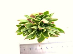 【163】多肉植物根付き苗 200品目出品！100円スタート！【プリドニスクリスエックス】（エケベリア）