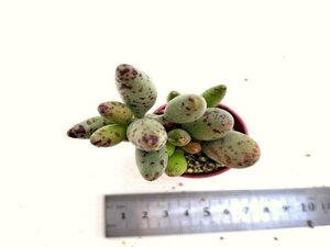 【079】多肉植物根付き苗 200品目出品！100円スタート！【亀の卵】（アドロミスクス）