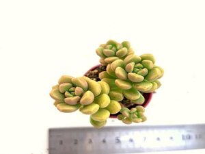 【085】多肉植物根付き苗 200品目出品！100円スタート！【スプリングワンダー×だるま秋レイ】（セダム）