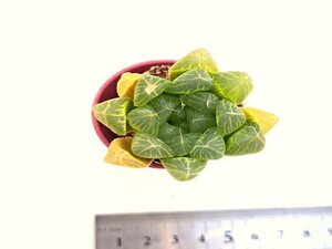 【086】多肉植物根付き苗 200品目出品！100円スタート！【天津大窓グリーンオブツーサ】（ハオルチア）