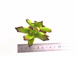 【017】多肉植物根付き苗 200品目出品！100円スタート！【カンパニュラータ】（コチレドン）