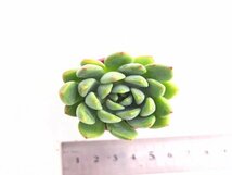 【125】多肉植物根付き苗 200品目出品！100円スタート！【グースト】（エケベリア）_画像1