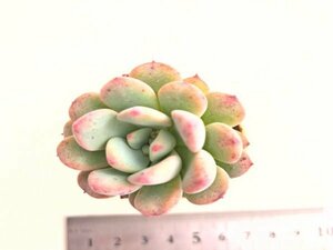 【043】多肉植物根付き苗 200品目出品！100円スタート！【オビフェルム×エンシノ】（パキベリア）