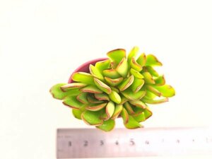 【146】多肉植物根付き苗 200品目出品！100円スタート！【原種Puldouis】（エケベリア）