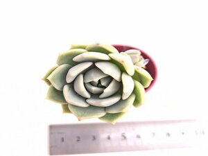 【196】多肉植物根付き苗 200品目出品！100円スタート！【モンロー×モンブラン】（エケベリア）