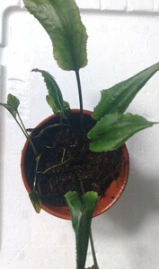 Cryptocoryne murii Lga-1 from Pulau Lingga【HW0622-06】