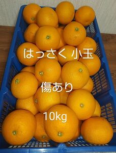 紅はっさく 紅八朔 傷あり 10kg みかん 柑橘