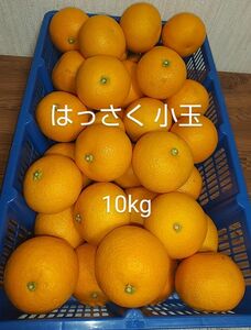 はっさく 八朔 10kg みかん 柑橘