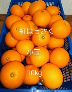 紅はっさく 紅八朔 10kg みかん 柑橘