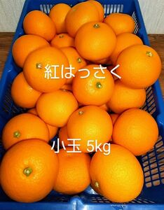 紅はっさく 紅八朔 5kg みかん 柑橘