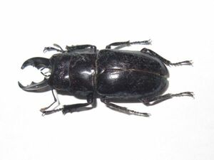 ●ハムジャツヤクワガタ？　スラウェシ産　クワガタ　標本　昆虫