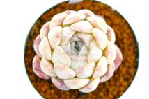 ★　第四種可　エケベリア　コリナ　1鉢　★Echeveria　ハオルチア　多肉植物　山野草　サボテン　観葉植物_画像2