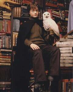 ハリーポッター　ダニエルラドクリフ　Harry Potter　Daniel Radcliffe　輸入　写真　10801.
