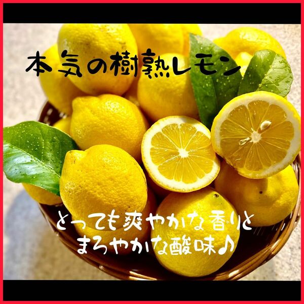 1.7キロ 樹熟 レモン 国産レモン 和歌山産 アイドル水 レモン水