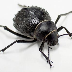 Darkling beetle 5匹の画像2