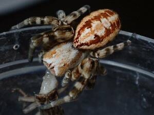 ムレイワガネグモ　Stegodyphus dufouri ペア　セレクト個体