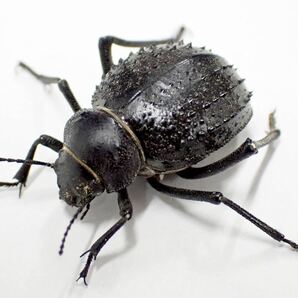 Darkling beetle 5匹の画像1
