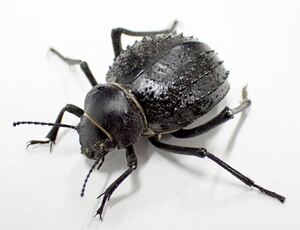 Darkling beetle 5匹