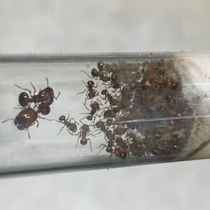 Acanthomyrmex thailandensis ナミバラアリ　女王1匹＋ワーカー　ナミバラアリ