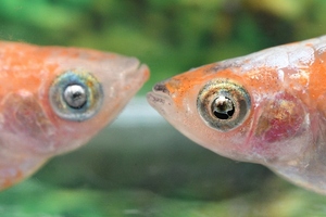 アマテラス三色アースアイメダカの稚魚・10匹　　銀　　メダカ屋猫飯