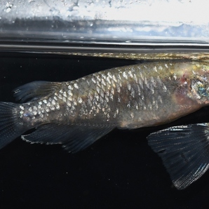 【猫飯】雷切メダカ・１ペア   N４  金魚 川魚  現物の画像3