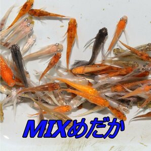 MIXメダカ・１００匹 猫飯  10種類以上入ります！ 高級 の画像2