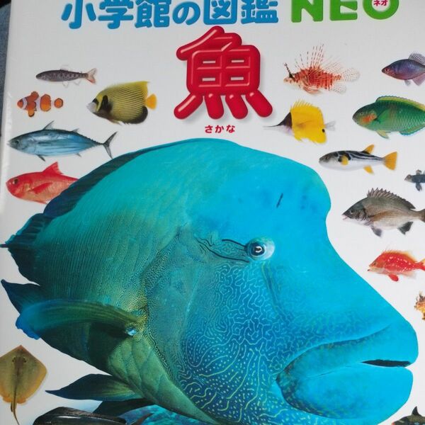 魚 （小学館の図鑑ＮＥＯ　４） 井田齊／監修・執筆　松浦啓一／監修・執筆　藍澤正宏／〔ほか〕指導・執筆　近江卓／ほか撮影