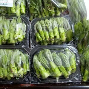 今が旬！信州産山菜こしあぶら 正味2２0グラム以上 1800円～ 送料無料（宅配便コンパクト）4月29日～４月30日発送分の画像8