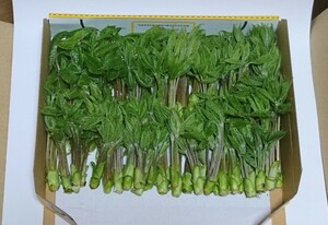 今が旬！信州産山菜こしあぶら　フリマ　正味2２0グラム以上　1850円　送料無料（宅配便コンパクト）4月28日～5月１日発送分