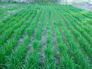 小麦の実　玄麦　１ｋｇ　ハナマンテン　カラスノエンドウ　農薬不使用　天日乾燥